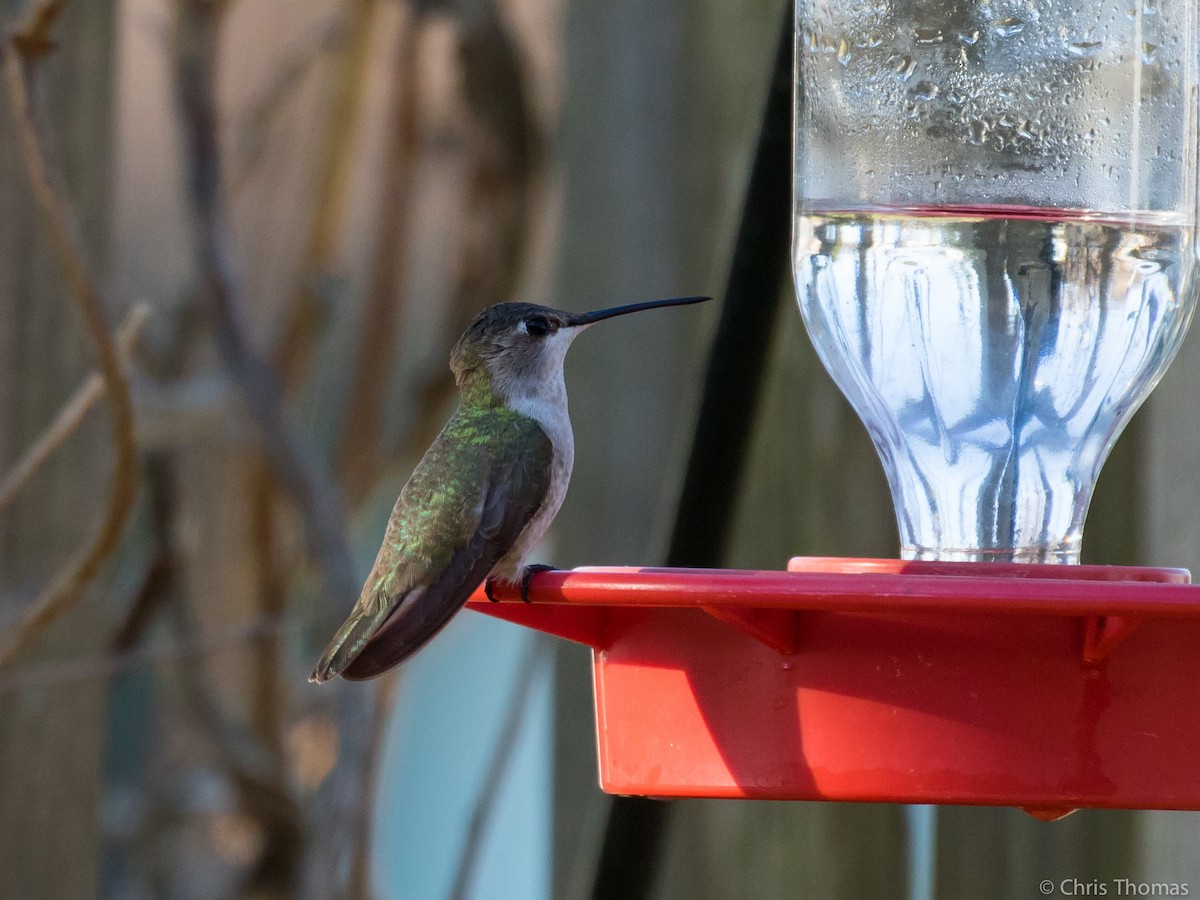 Black-chinned Hummingbird - Chris Thomas