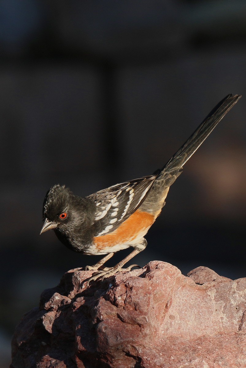 Spotted Towhee - ML76400451