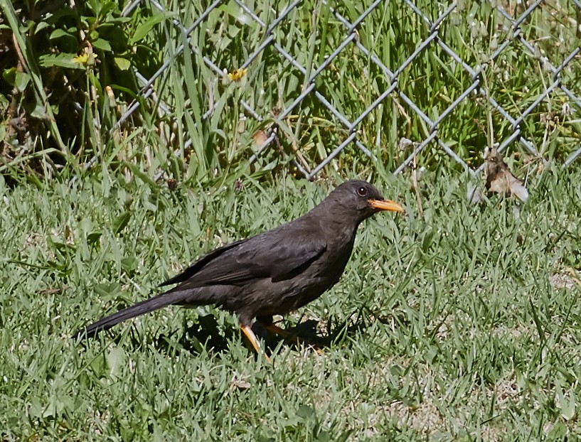 Great Thrush - Brooke Miller