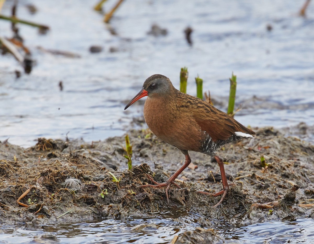 Ecuadorian Rail - Brooke Miller