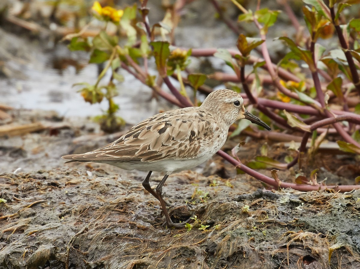 Baird's Sandpiper - ML76403981