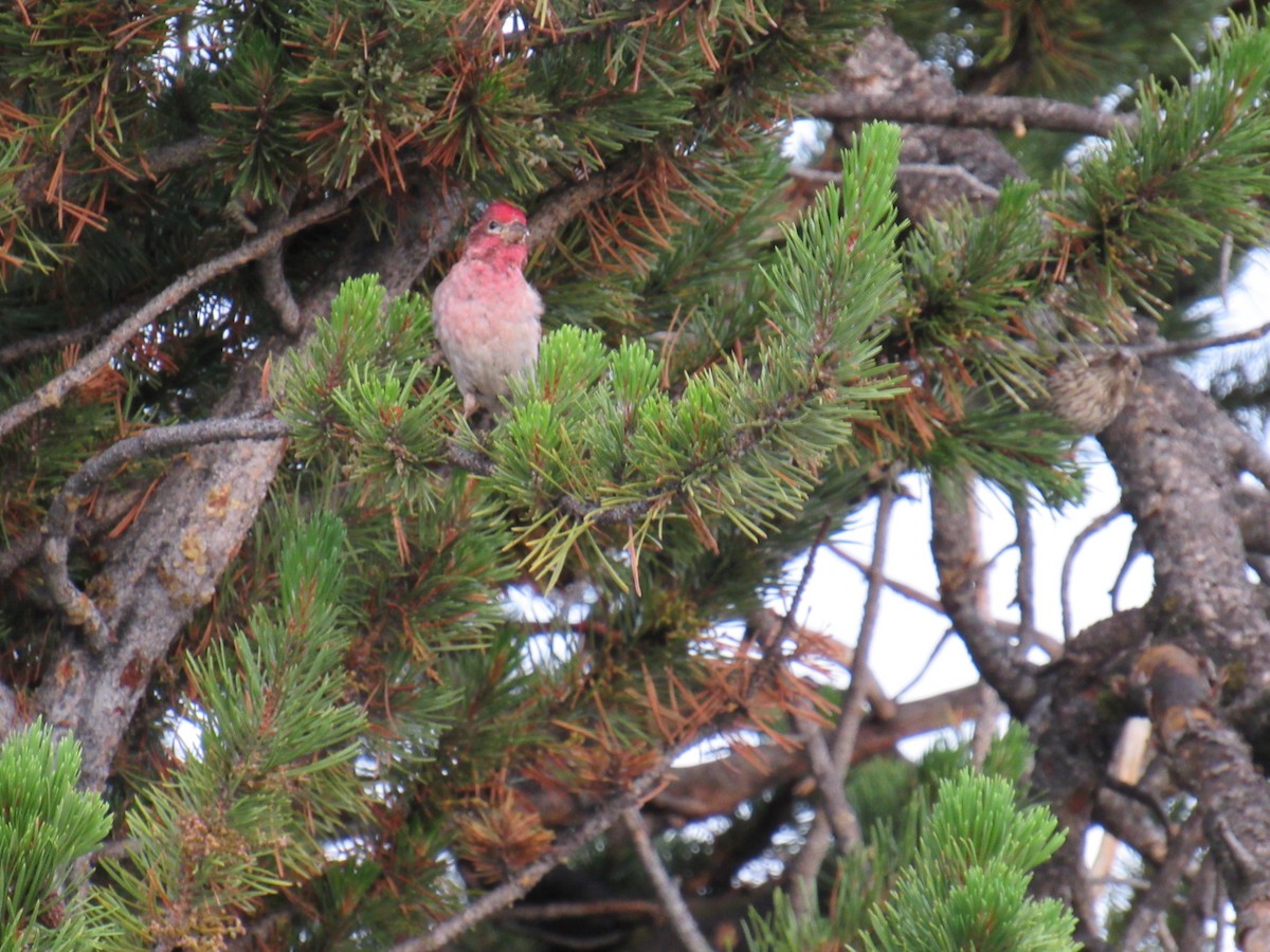 Cassin's Finch - Pamela Lasley