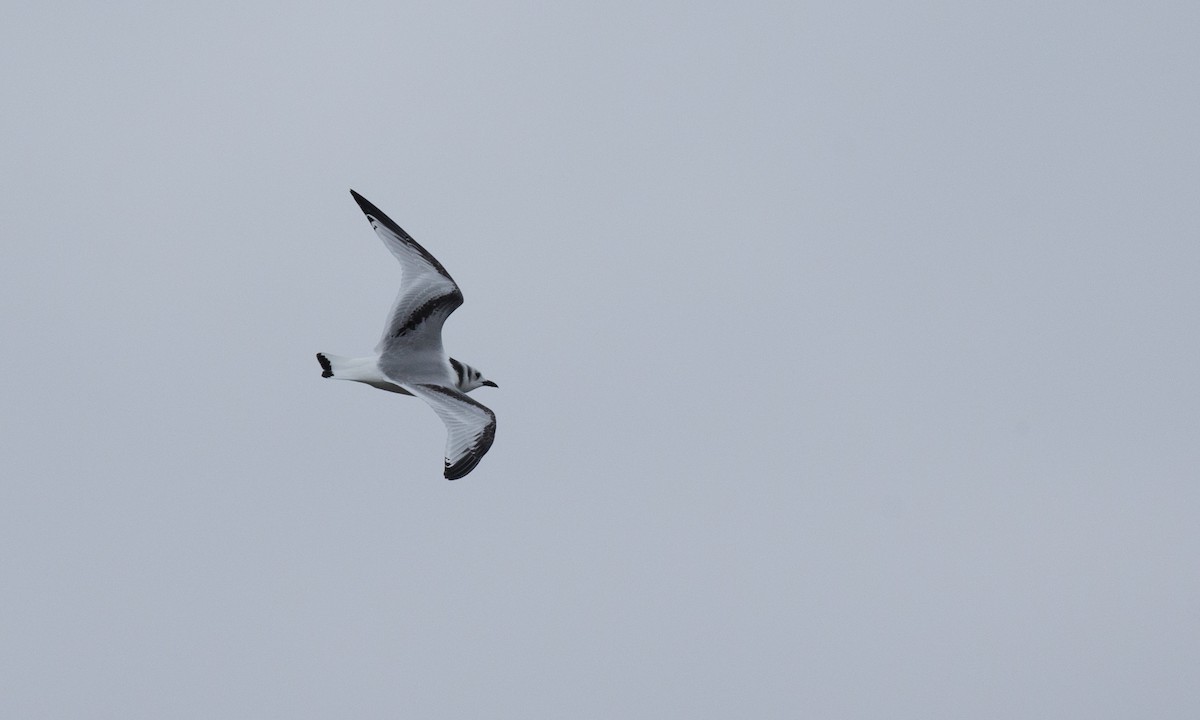 Black-legged Kittiwake - Chris Wood