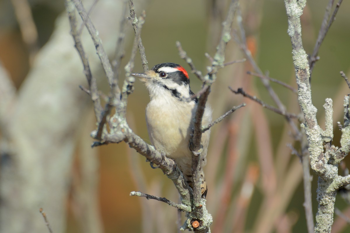 Downy Woodpecker - ML76407301