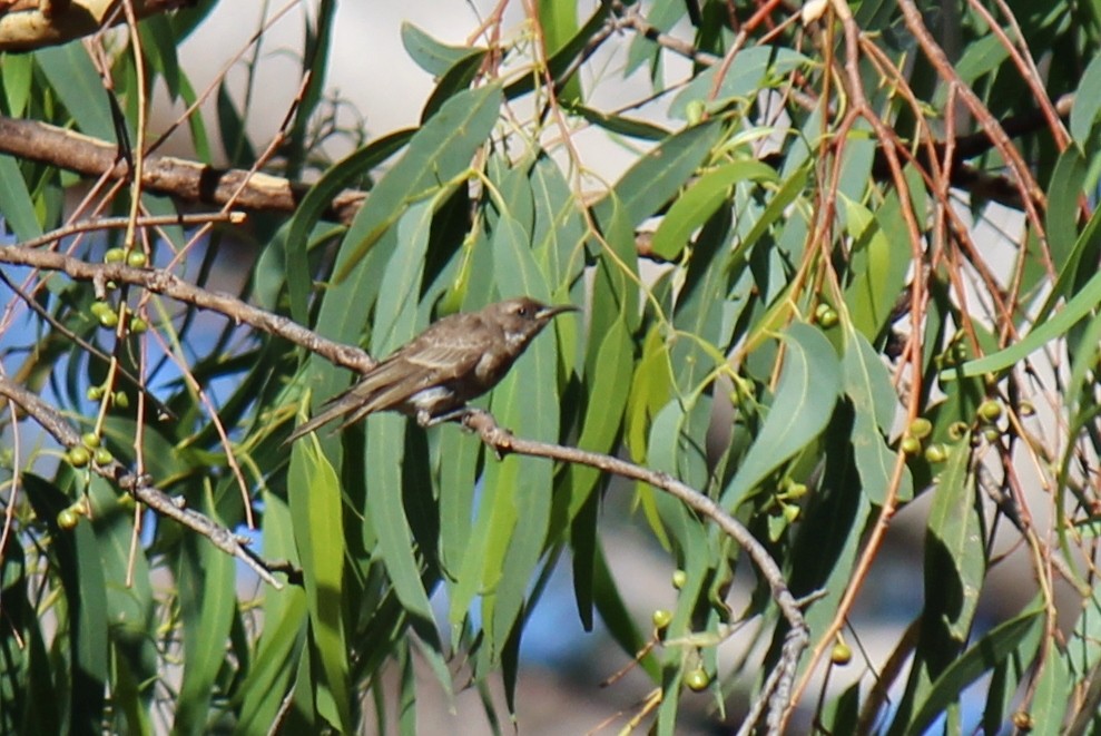 Black Honeyeater - ML76410521