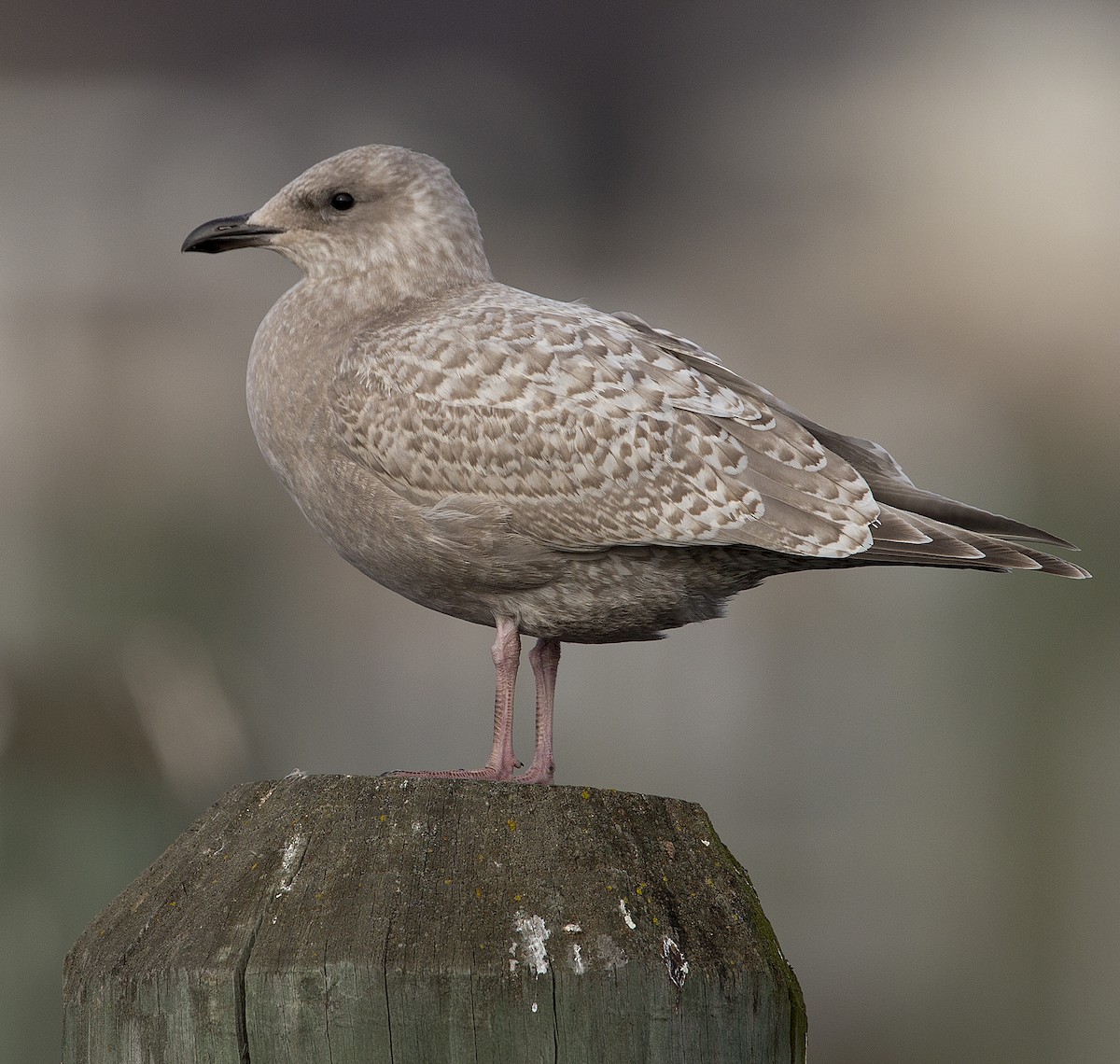 Iceland Gull - Joseph Brooks