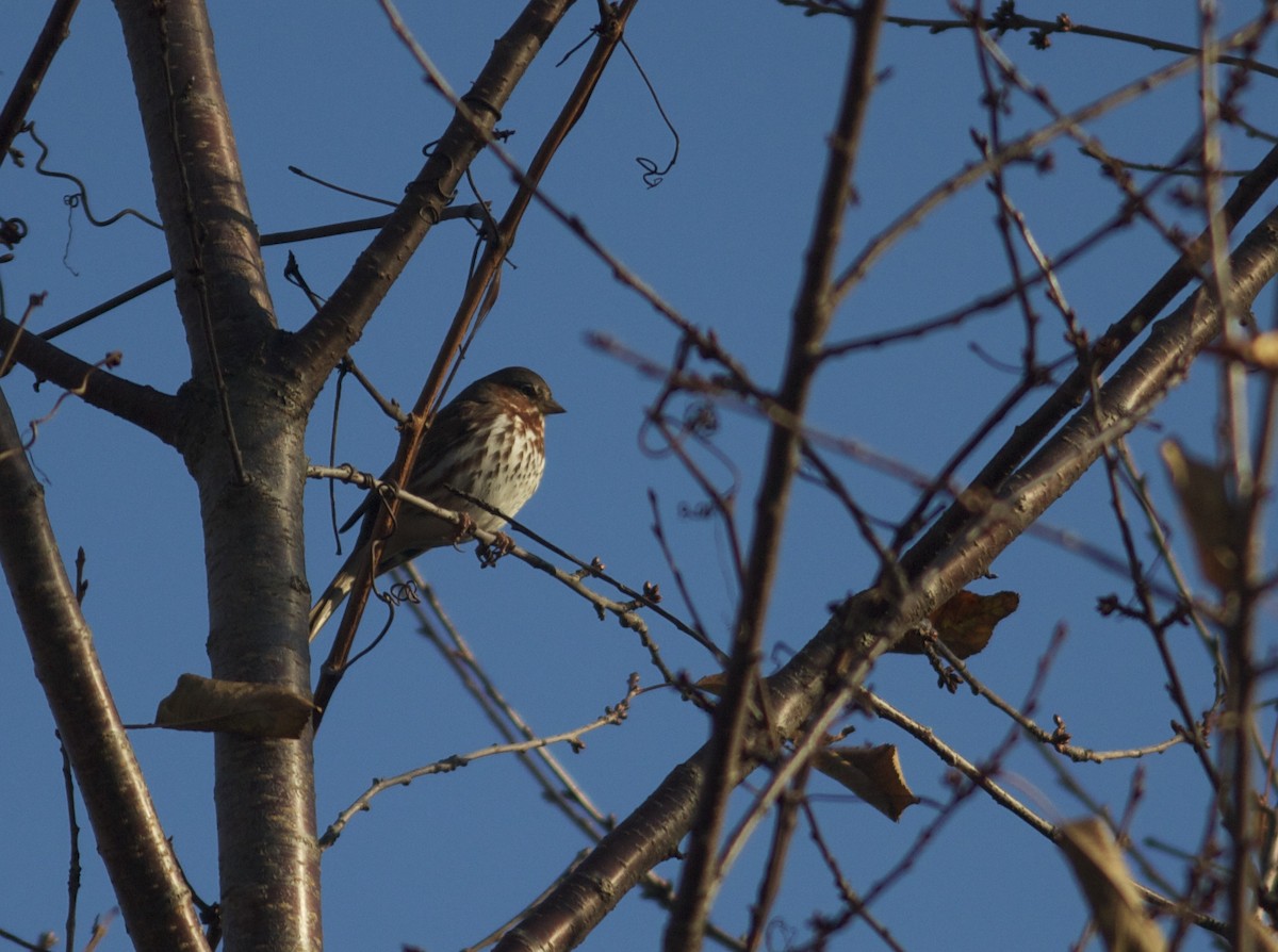 Fox Sparrow - ML76413091