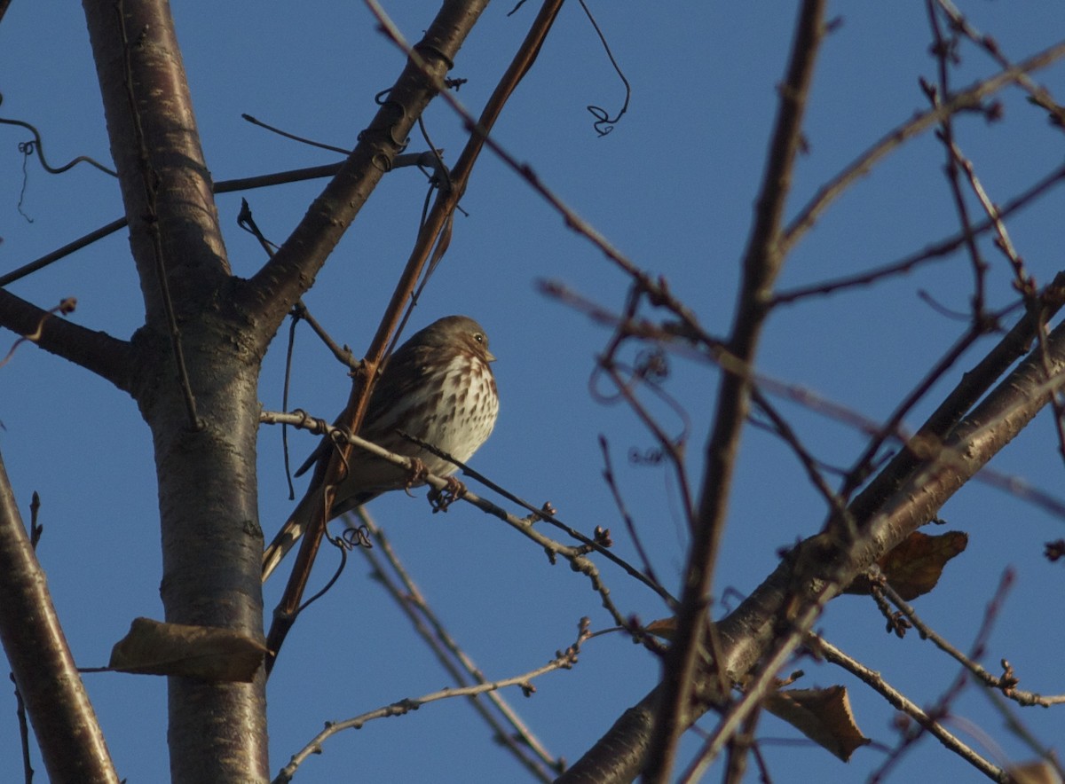 Fox Sparrow - benny albro