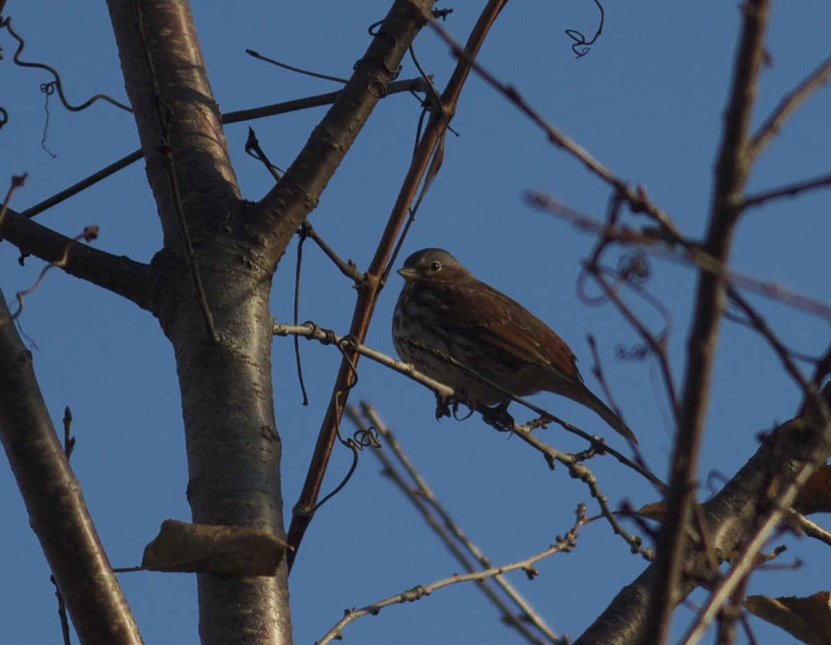 Fox Sparrow - ML76413111