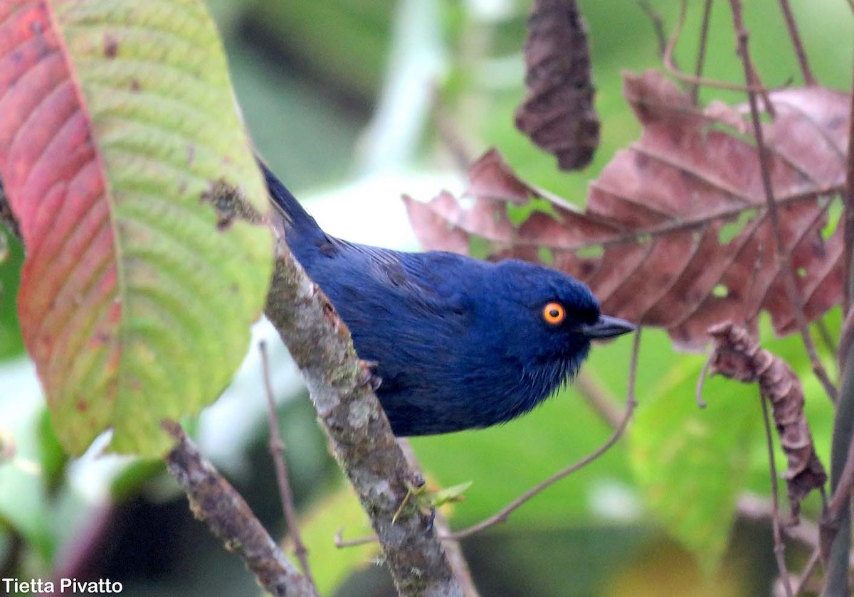Deep-blue Flowerpiercer - ML76413461