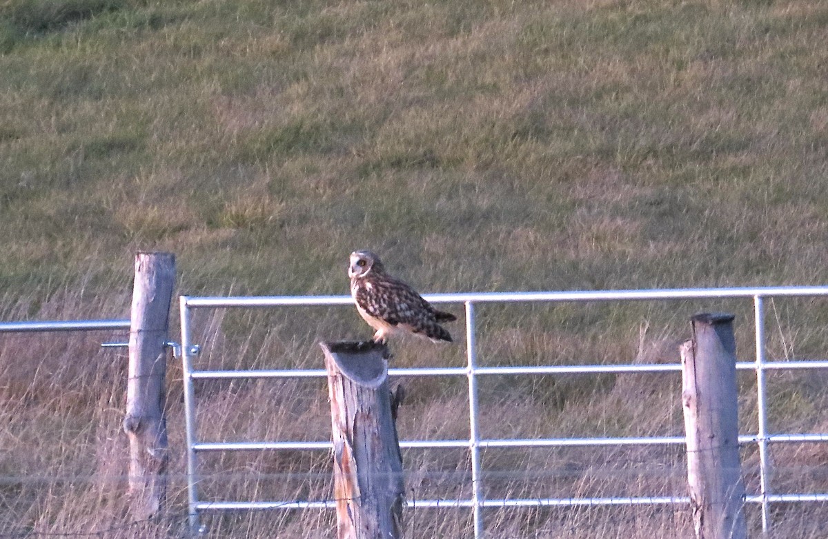 Short-eared Owl - Dennis Troyer