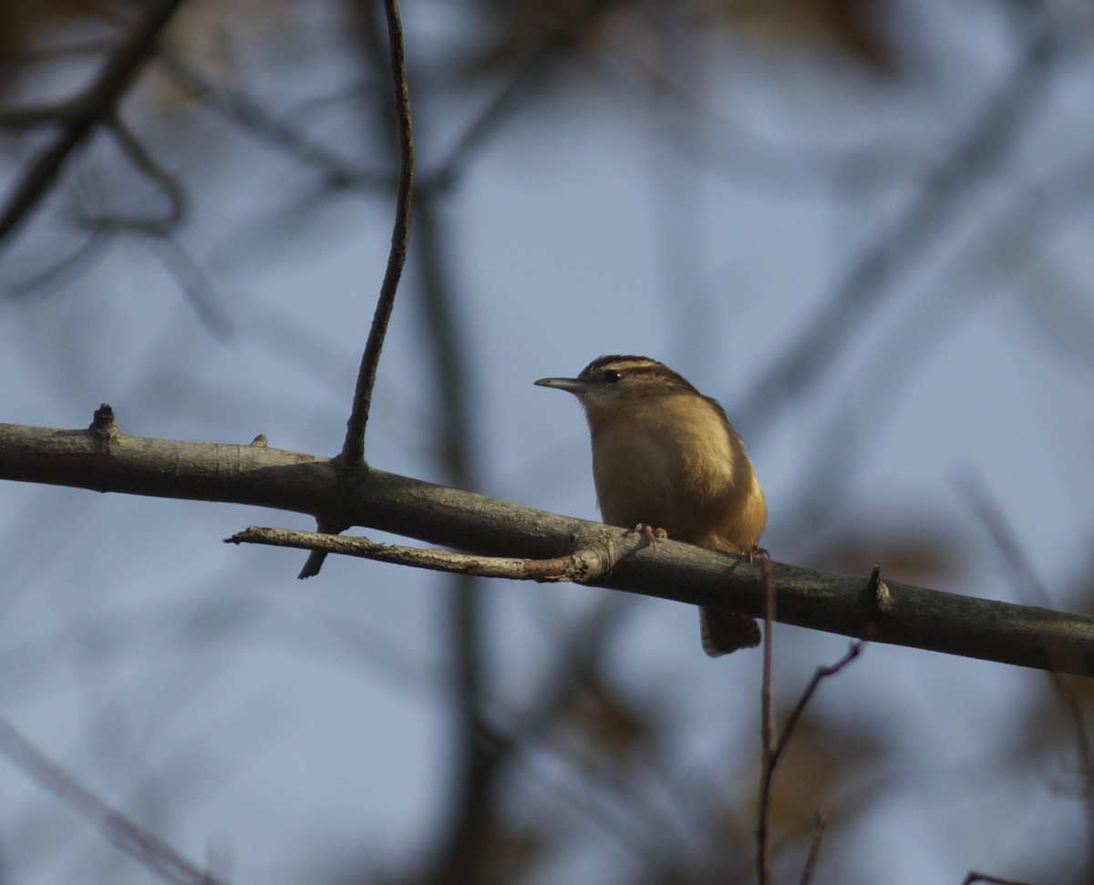 Carolina Wren - ML76413681