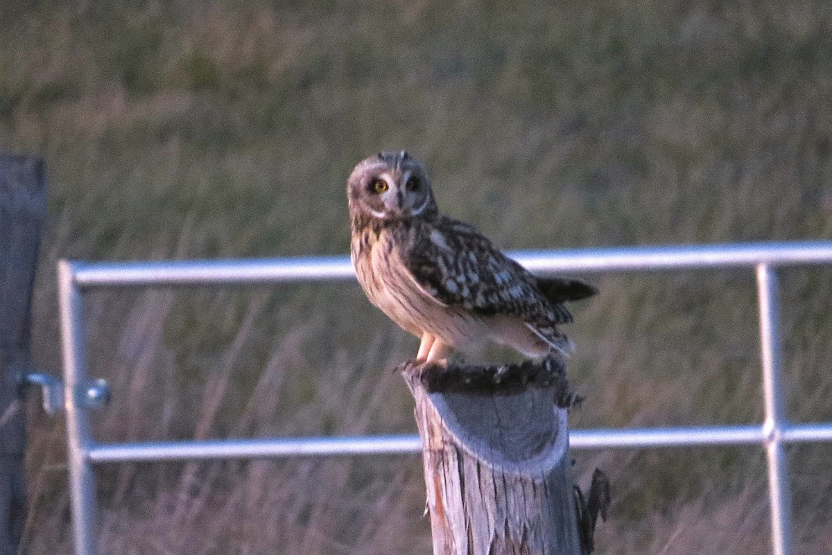 Short-eared Owl - ML76413821