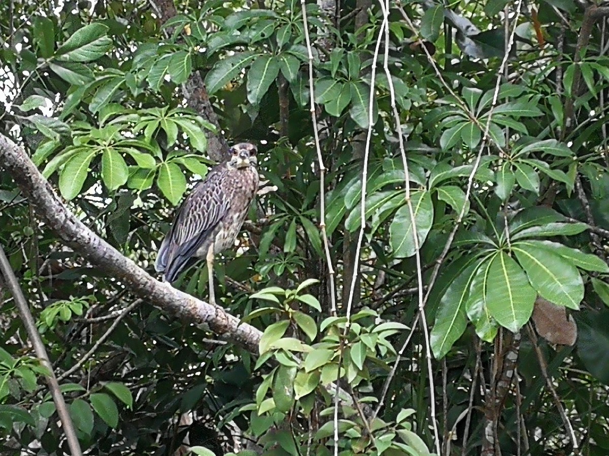 Yellow-crowned Night Heron - sandra molina victorio