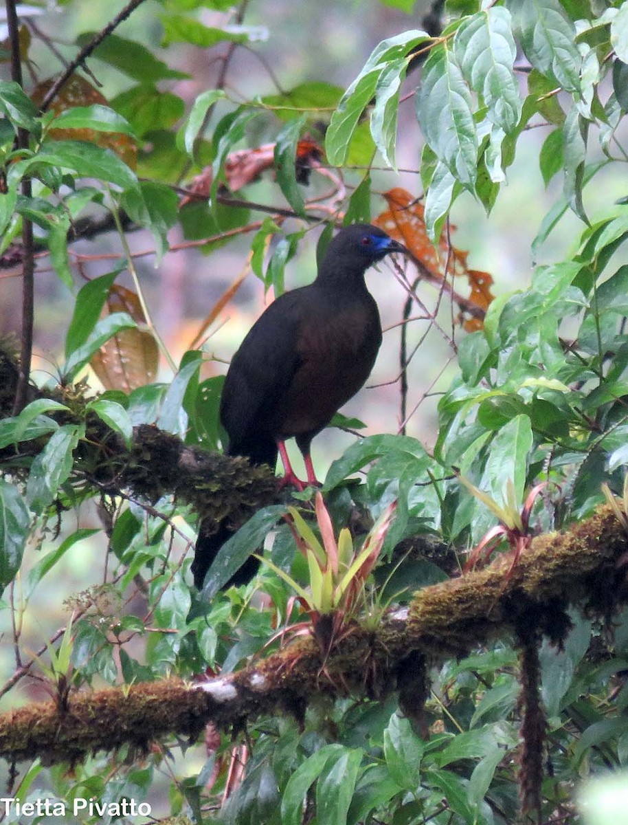 Sickle-winged Guan - ML76417001