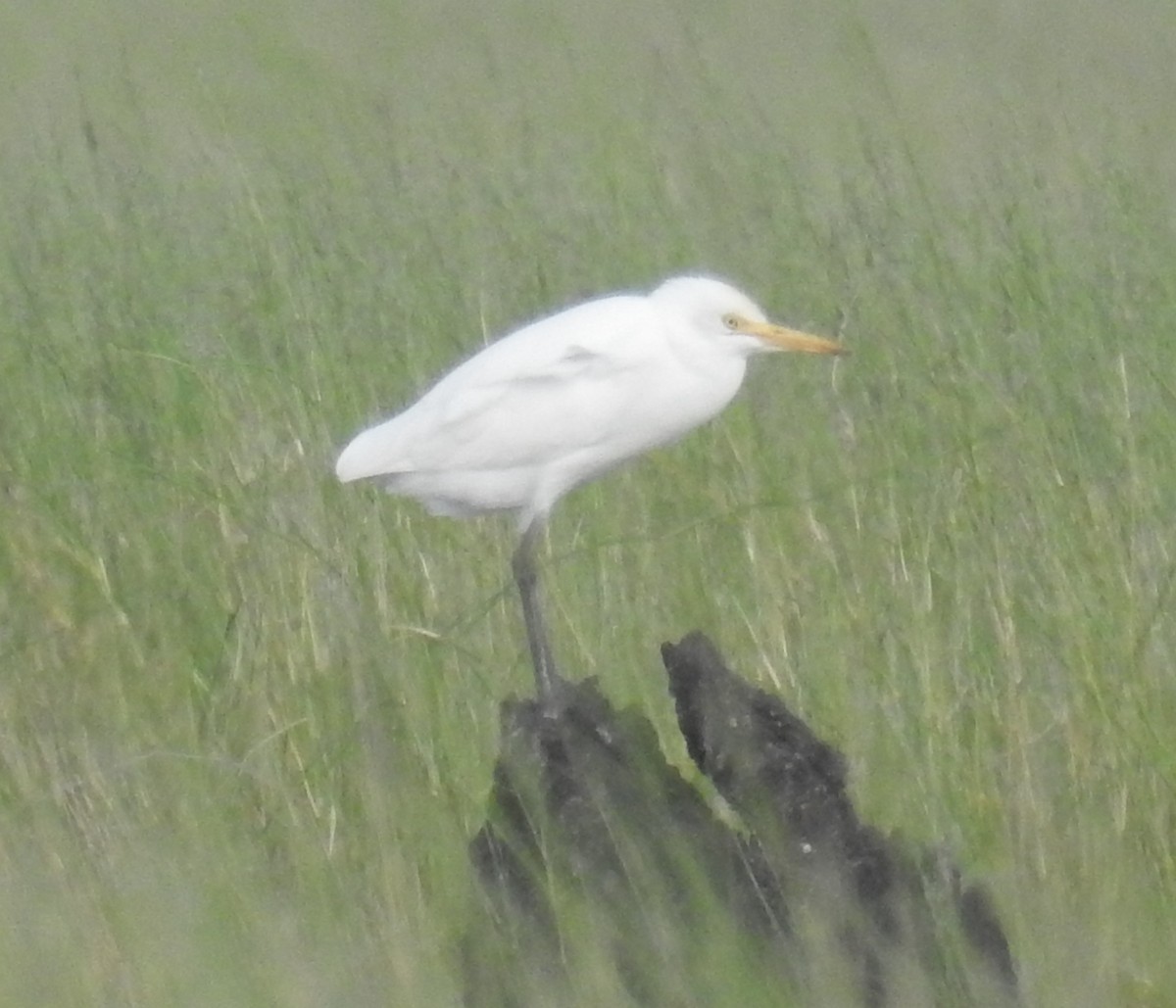 Eastern Cattle Egret - ML76417691