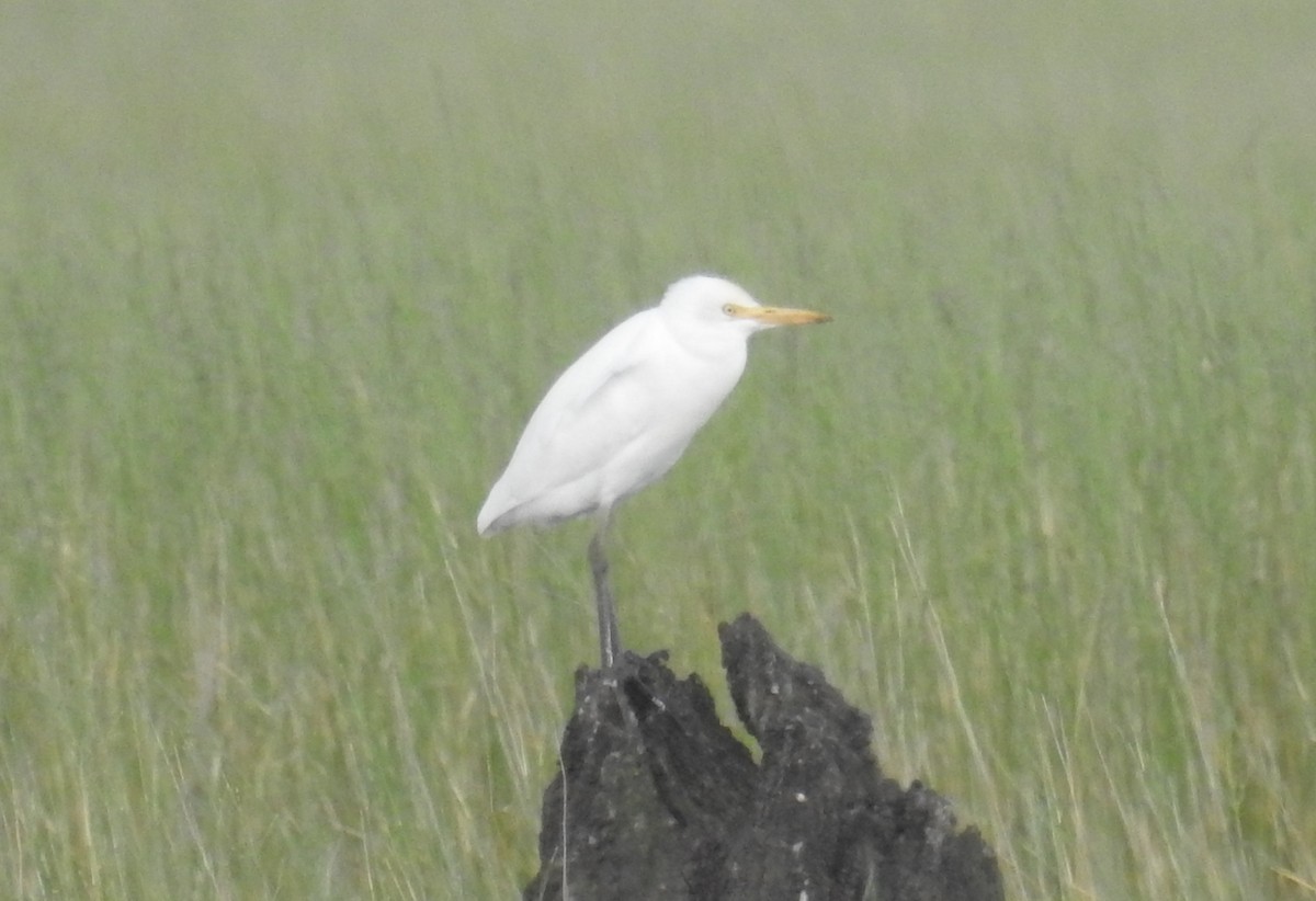 Eastern Cattle Egret - ML76417701