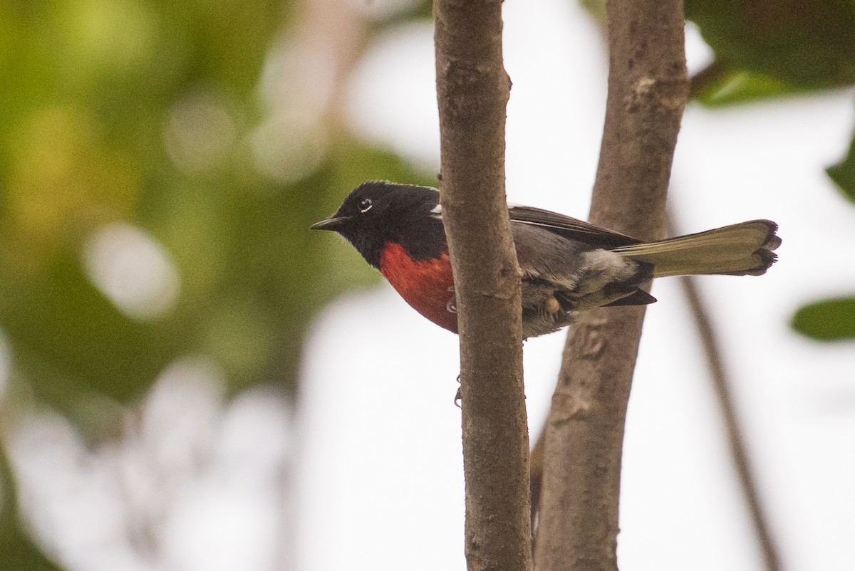 Painted Redstart - ML76418021