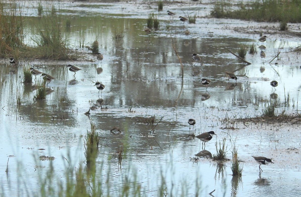 Red-kneed Dotterel - ML76418541