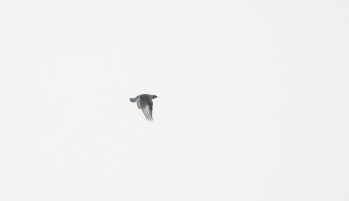 Mountain Bluebird - ML76419251