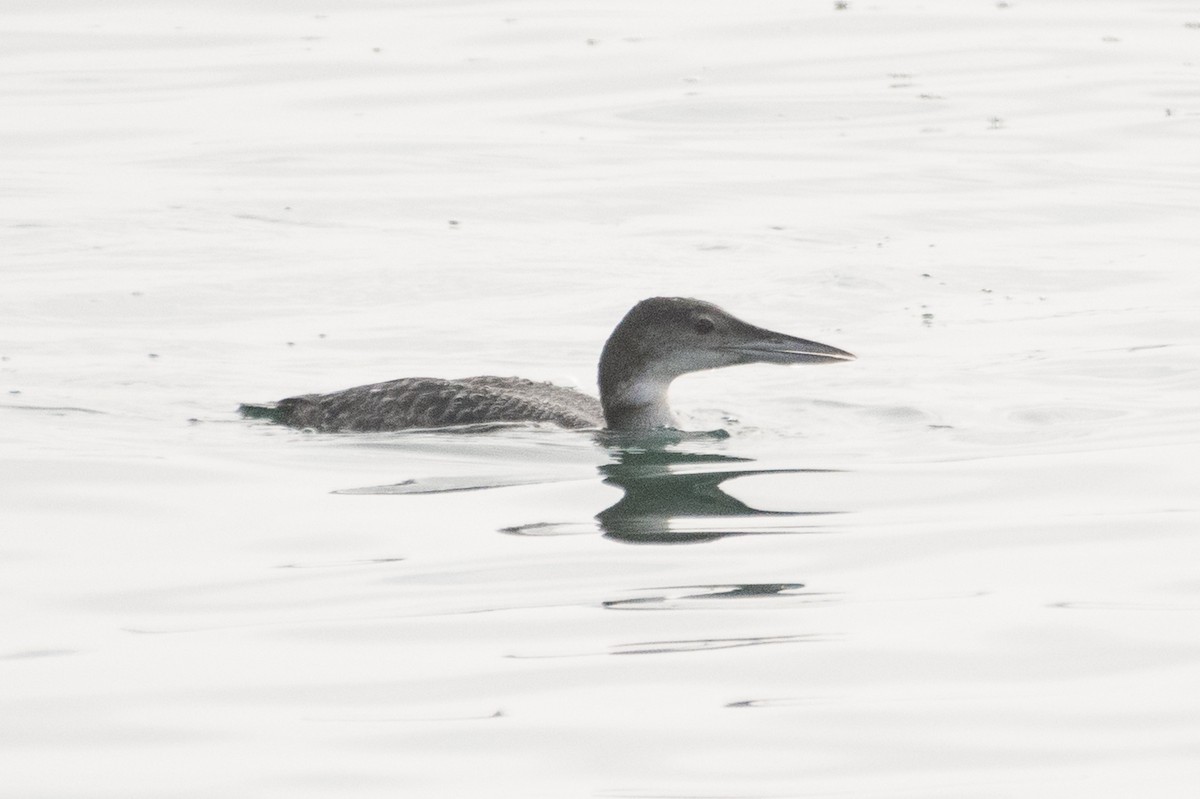 Common Loon - Adam Jackson