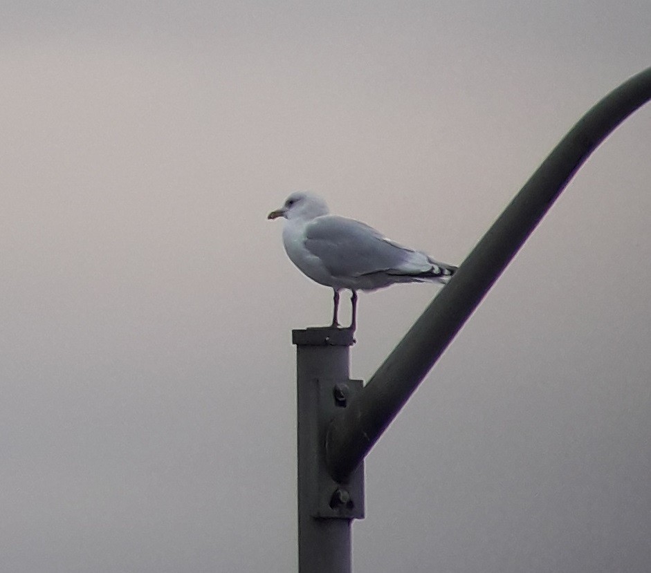 Iceland Gull - ML76420031