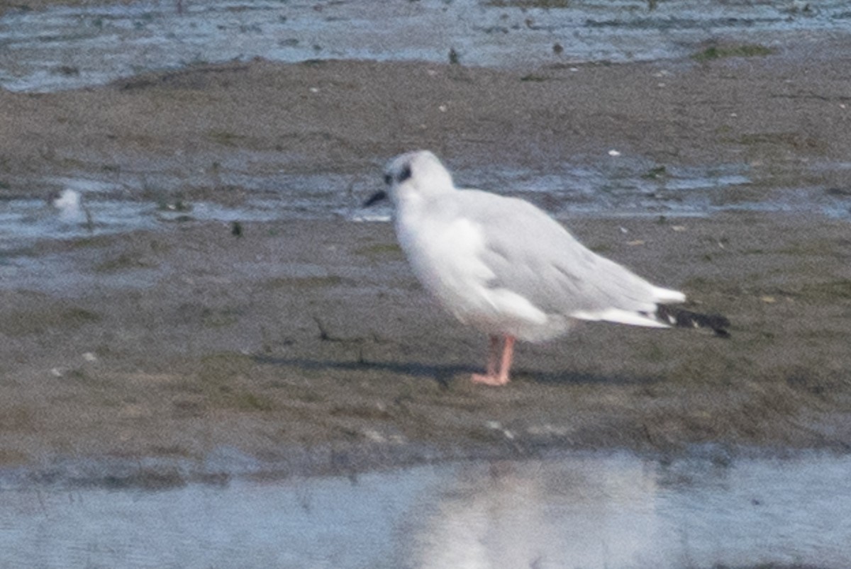 Mouette de Bonaparte - ML76422651