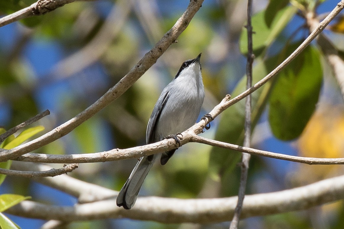 Masked Gnatcatcher - Brad Dawson