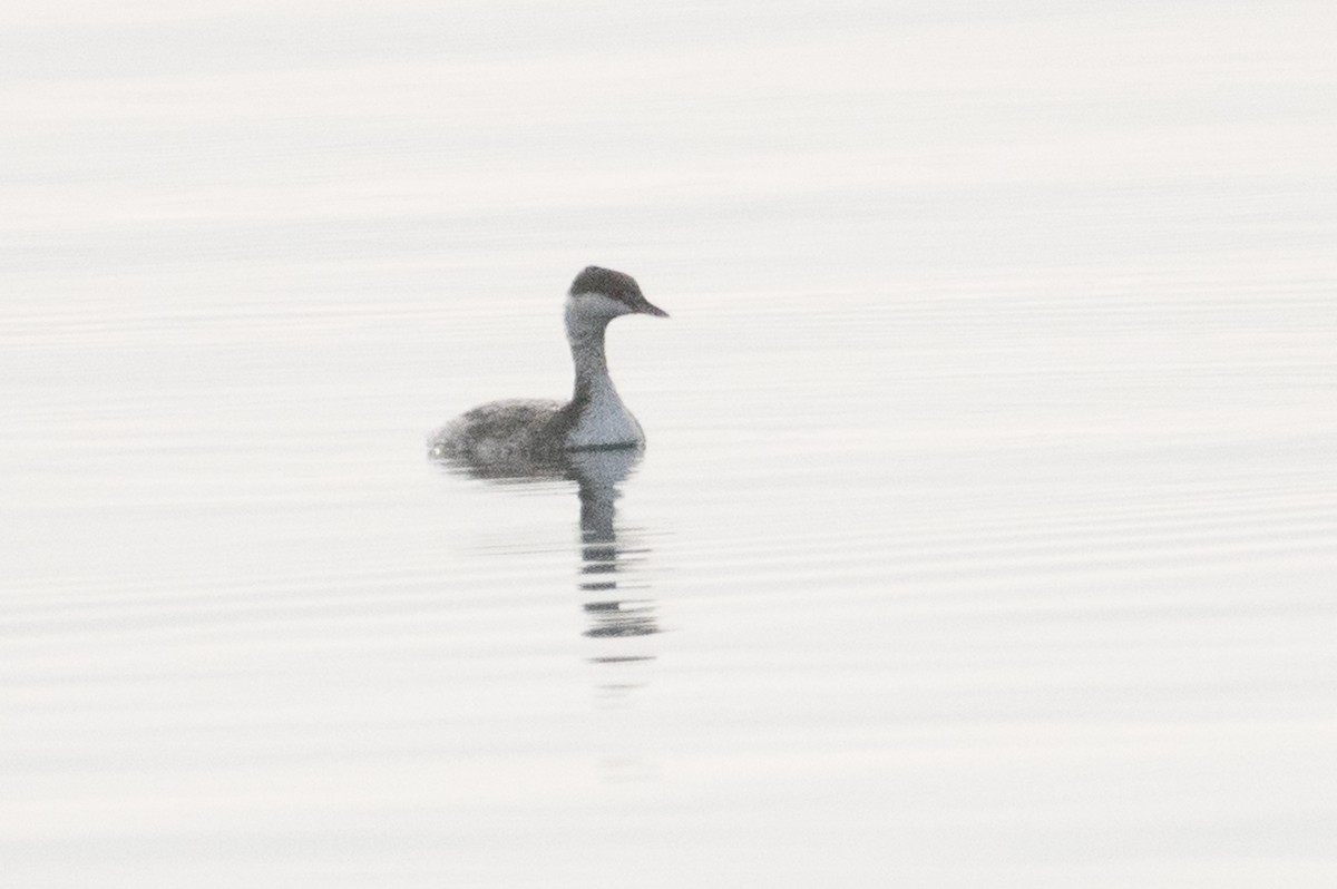 Horned Grebe - ML76425131