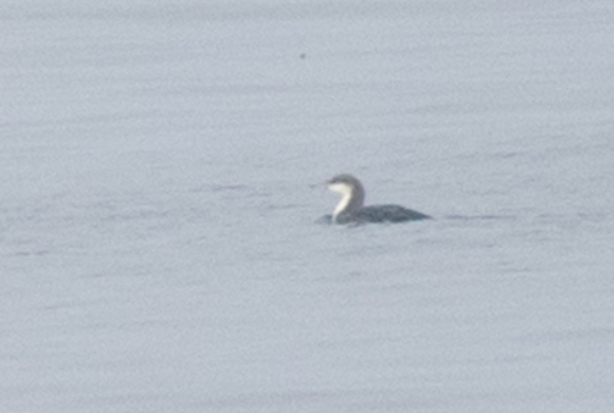 Pacific Loon - ML76426771