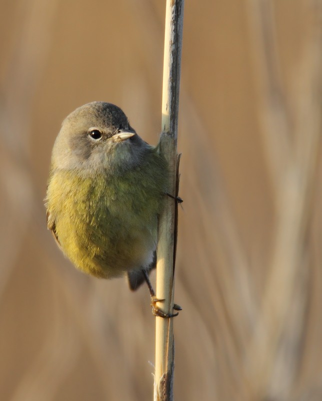 Orange-crowned Warbler - ML76427161