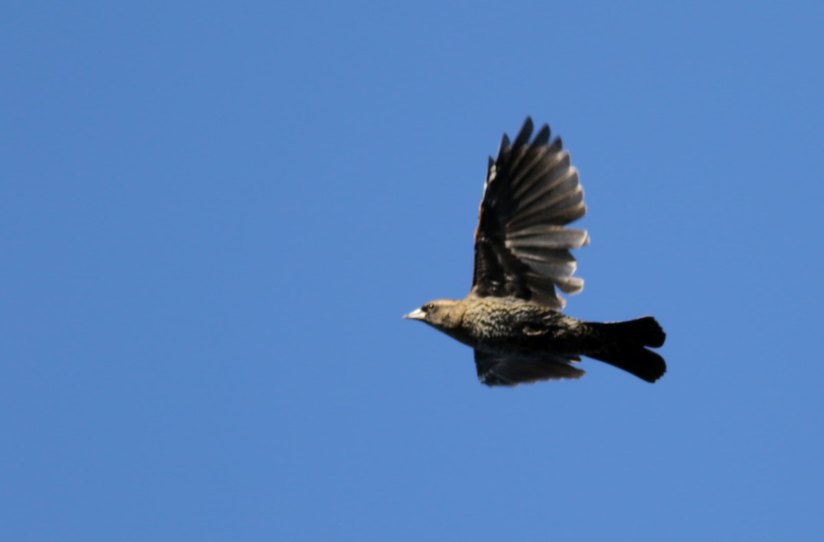 Sargento Alirrojo (grupo phoeniceus) - ML76427701