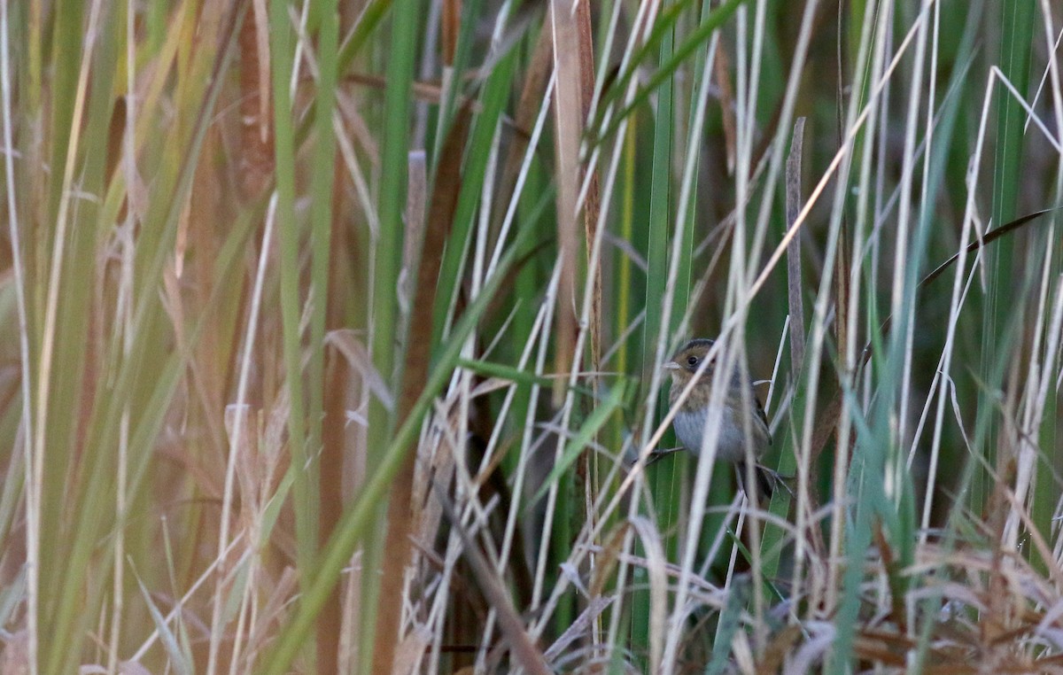 Nelson's Sparrow (Interior) - ML76429151