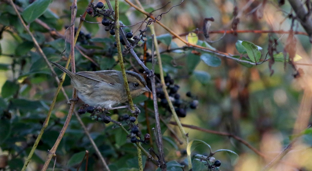 Nelson's Sparrow (Interior) - ML76429441