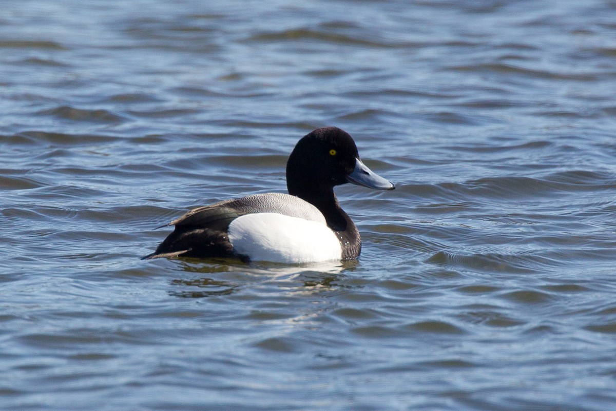 Greater Scaup - Chris Wood