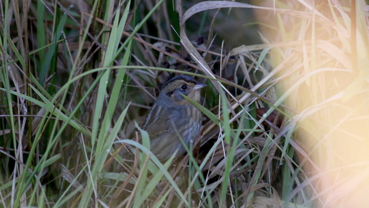 Nelson's Sparrow (Interior) - ML76429701