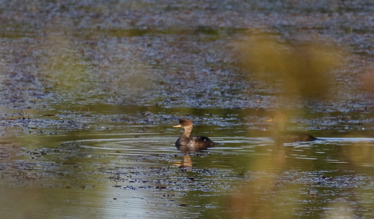 Hooded Merganser - ML76430061