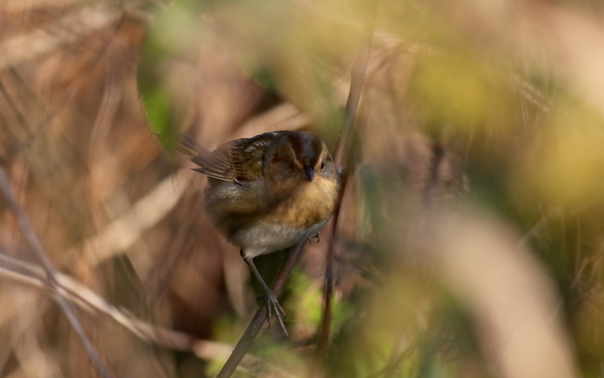 Nelson's Sparrow (Interior) - ML76430131