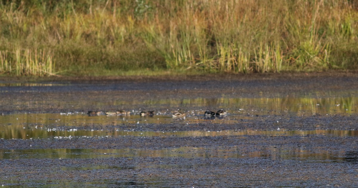 Green-winged Teal (American) - ML76430181