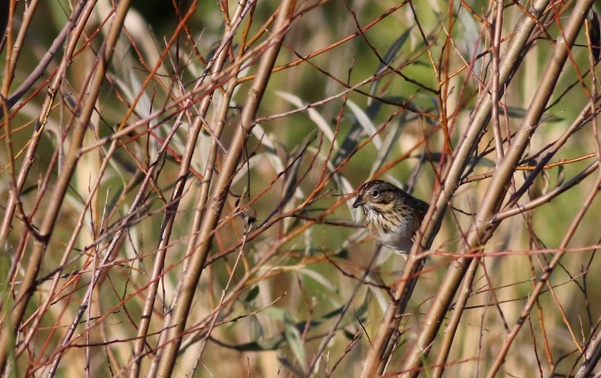 Lincoln's Sparrow - ML76430211