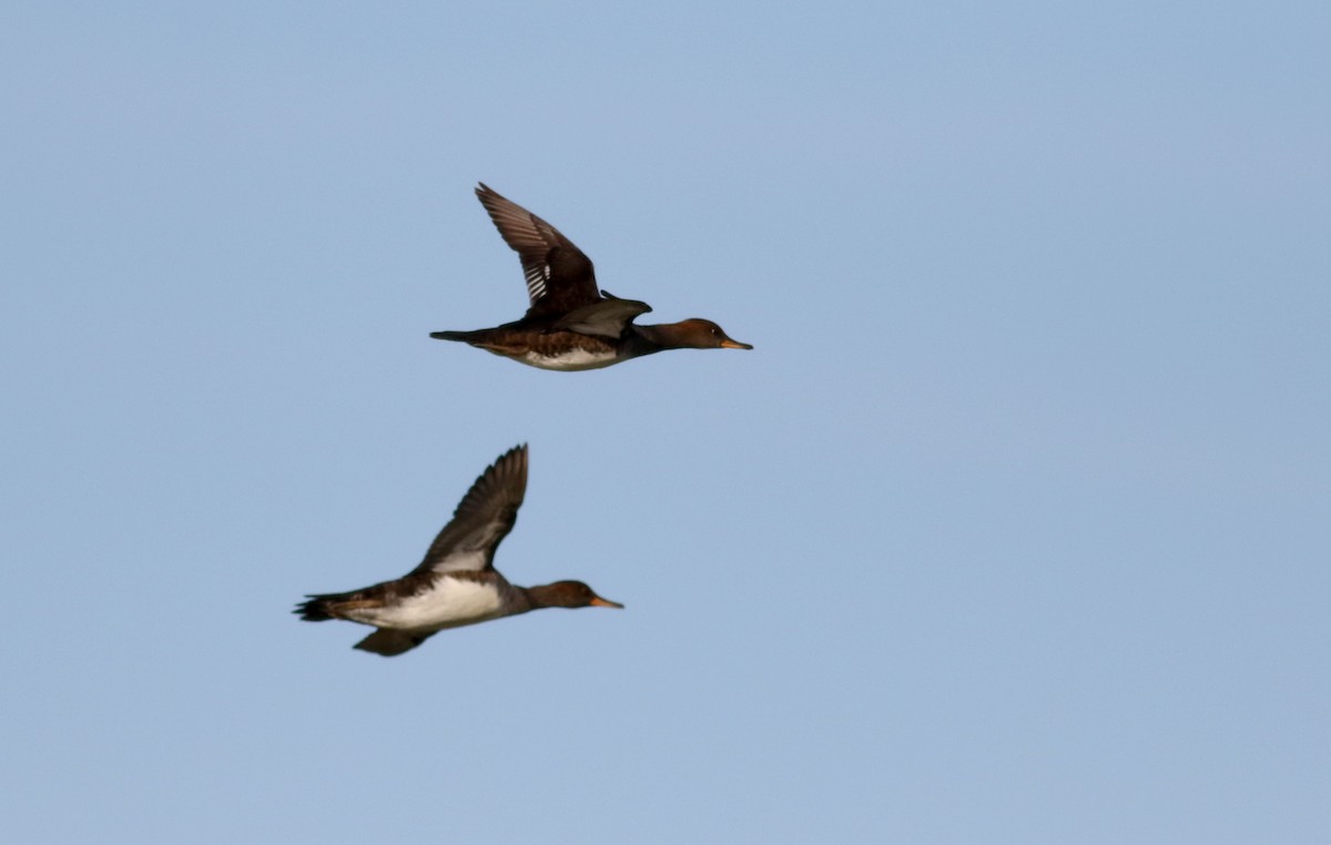 Hooded Merganser - ML76430411