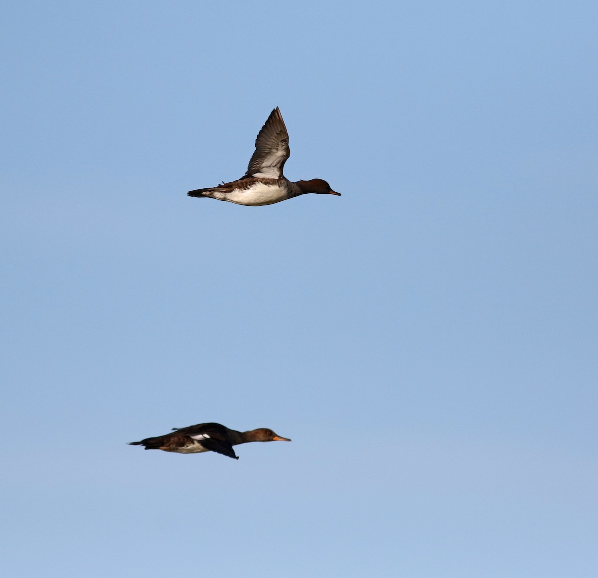 Hooded Merganser - ML76430461