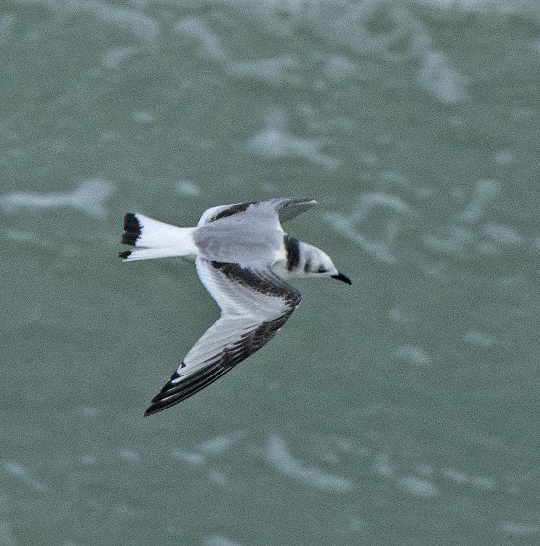 Black-legged Kittiwake - Willie D'Anna