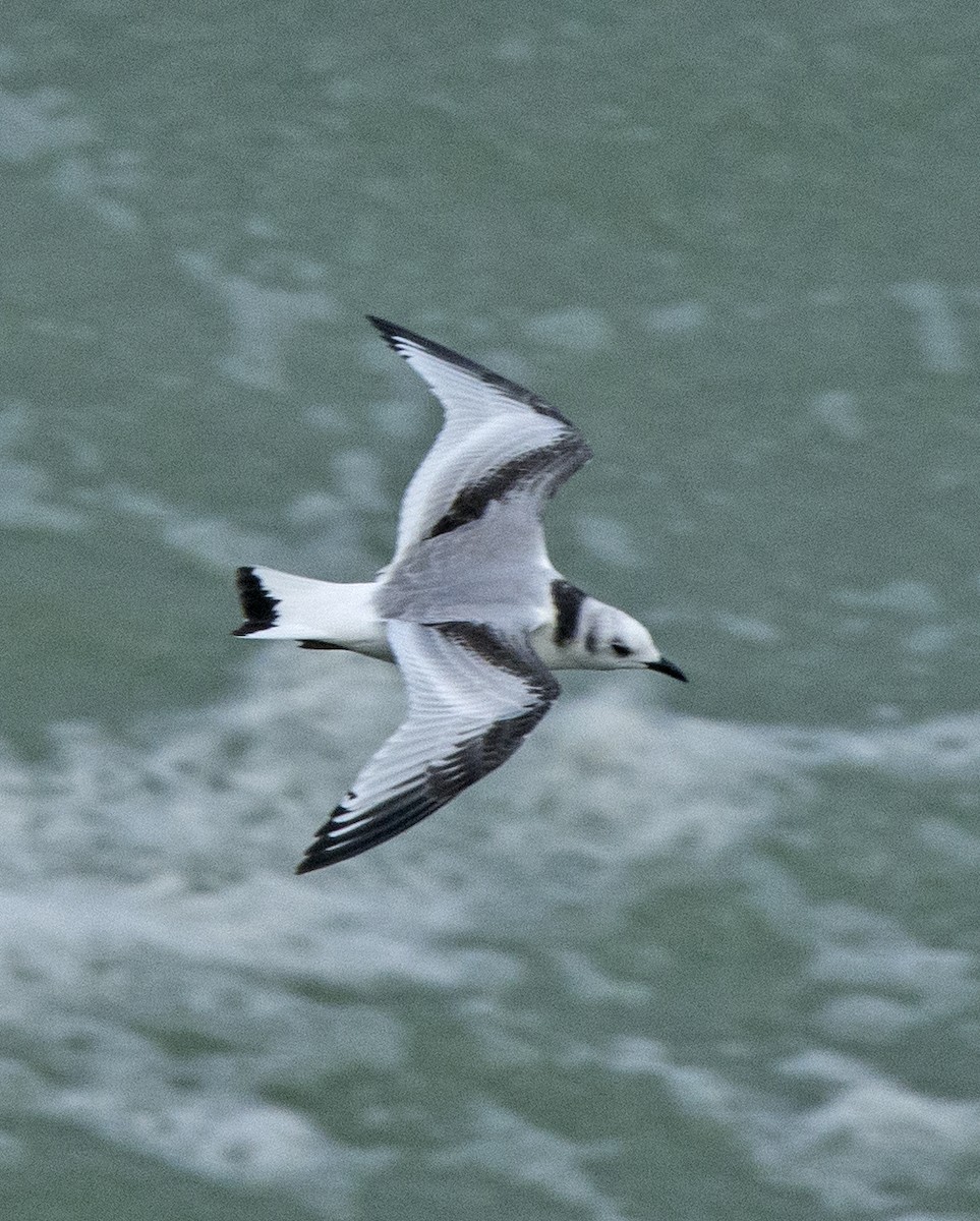 Black-legged Kittiwake - Willie D'Anna