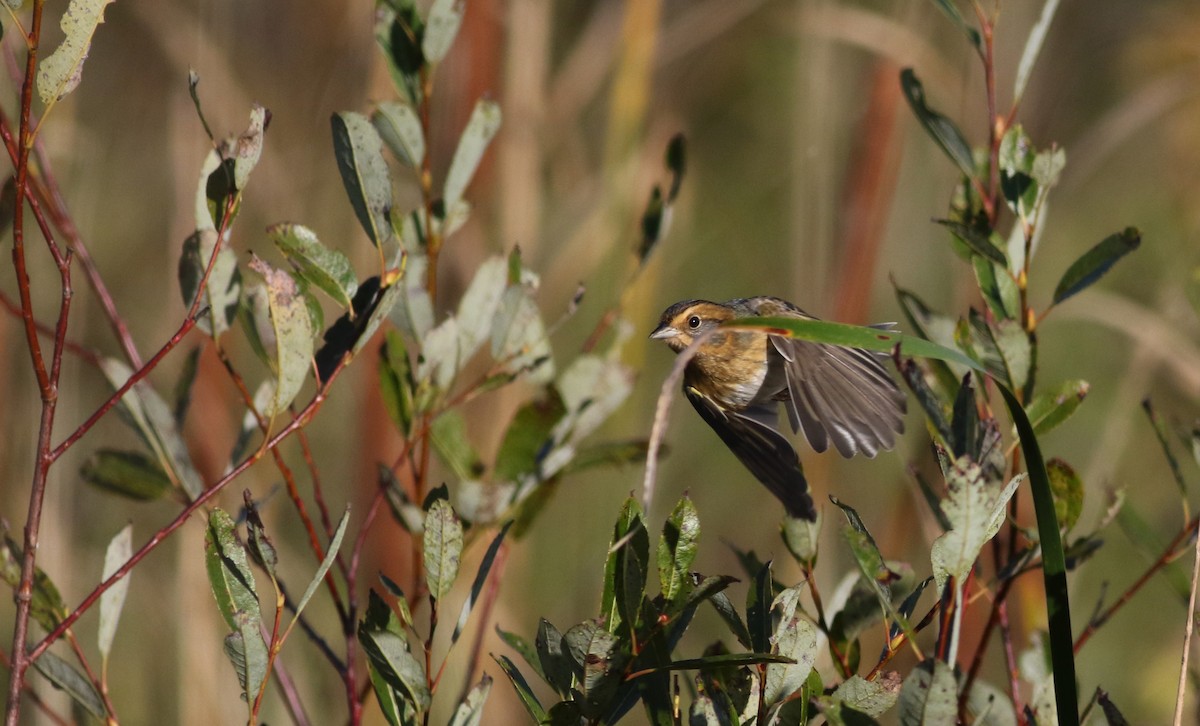 Nelson's Sparrow (Interior) - ML76432151