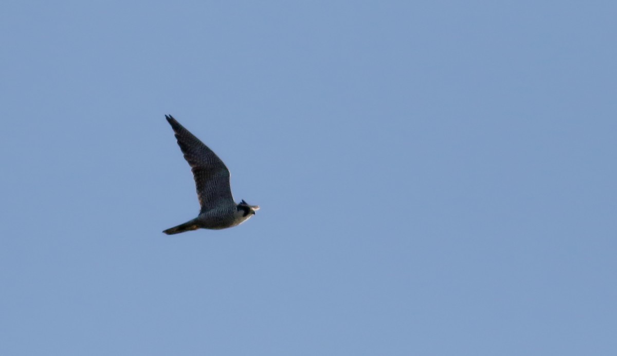 Peregrine Falcon - ML76432491