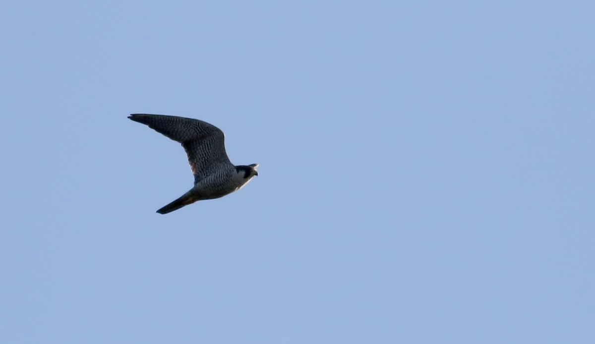 Peregrine Falcon - ML76432551