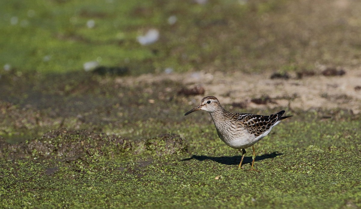 Pectoral Sandpiper - ML76432761