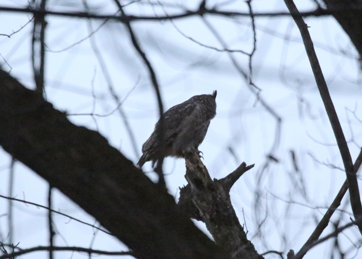 Great Horned Owl - ML76432781