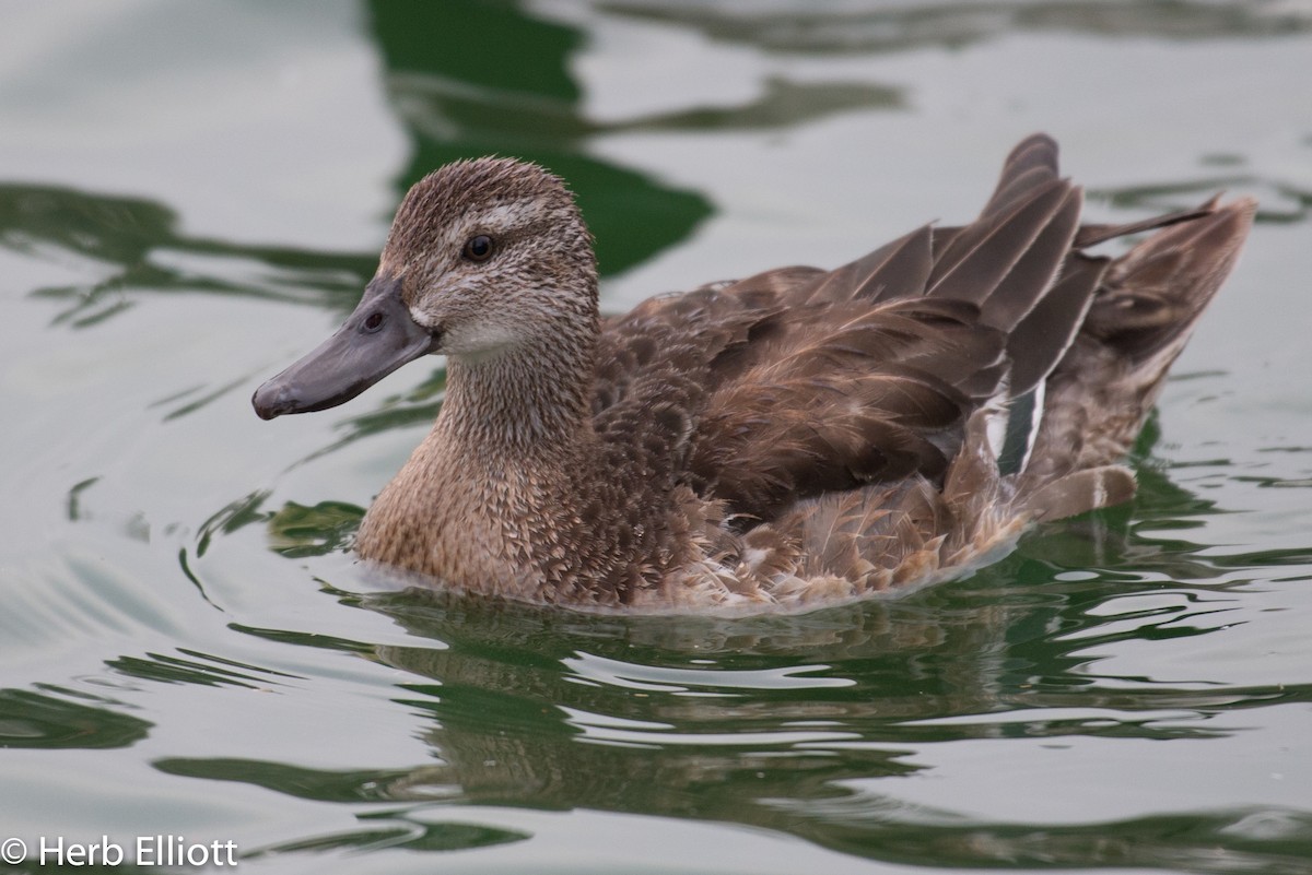 Garganey - ML76433401